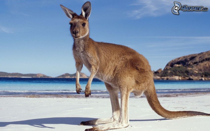 kenguru, tenger