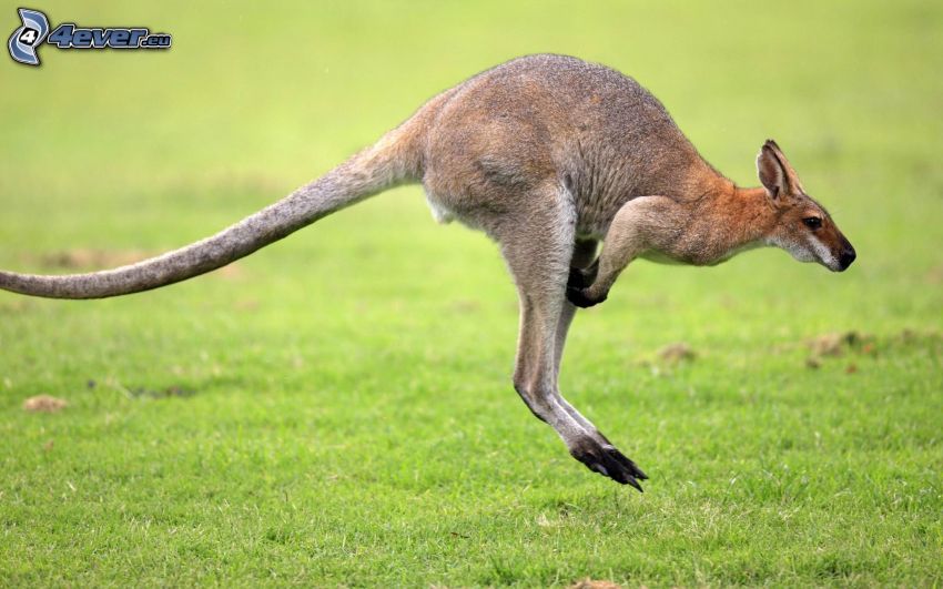 kenguru, ugrás, fű