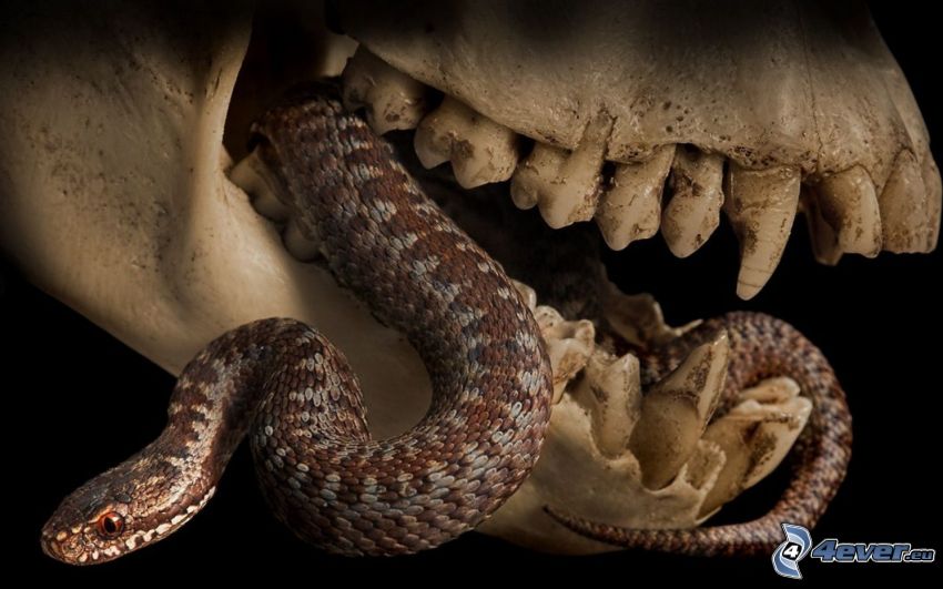 kígyó, koponya, pofa, fogak