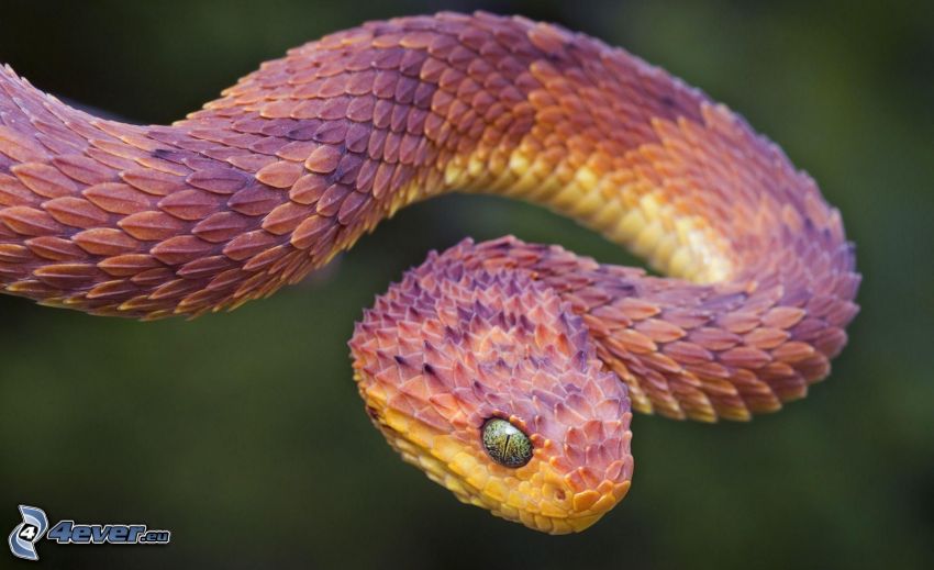kígyó
