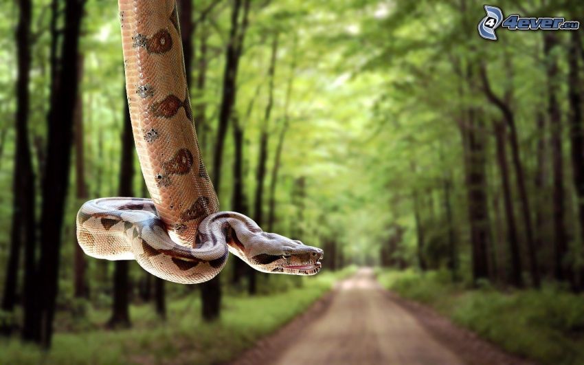 kígyó a fán, sétány az erdőben