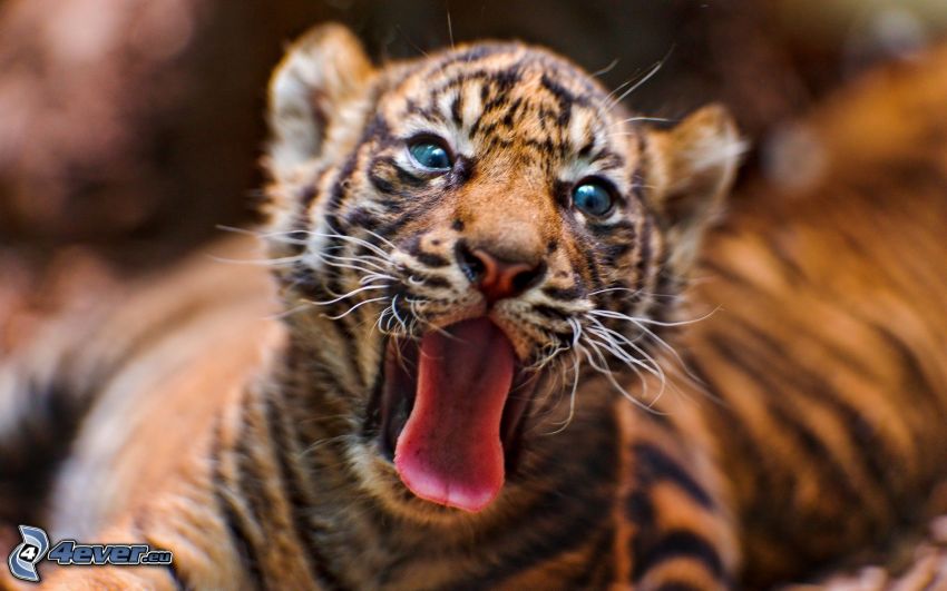 kis tigris