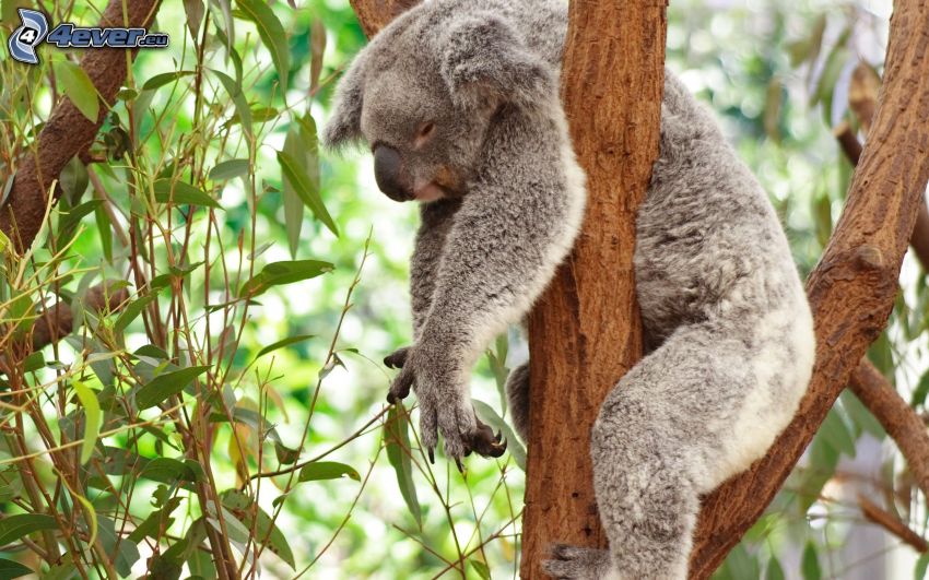 koala, alvás, eukaliptusz