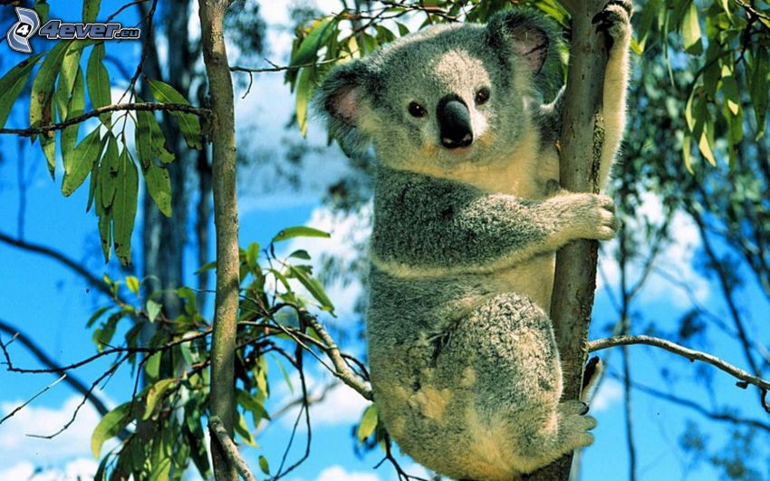 koala, eukaliptusz