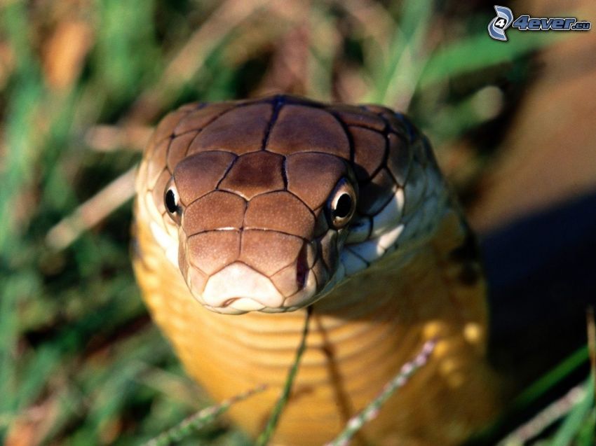 kobra, kígyó