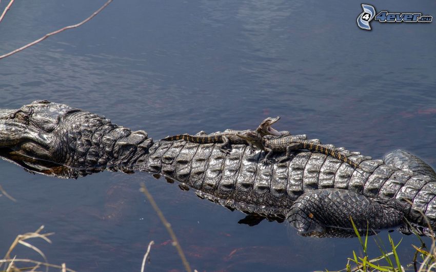 krokodil, aligátor, víz