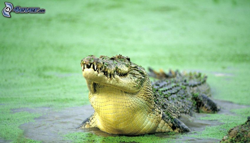 krokodil, mocsár