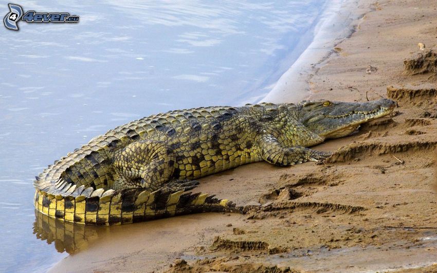 krokodil, pihenés, part, víz