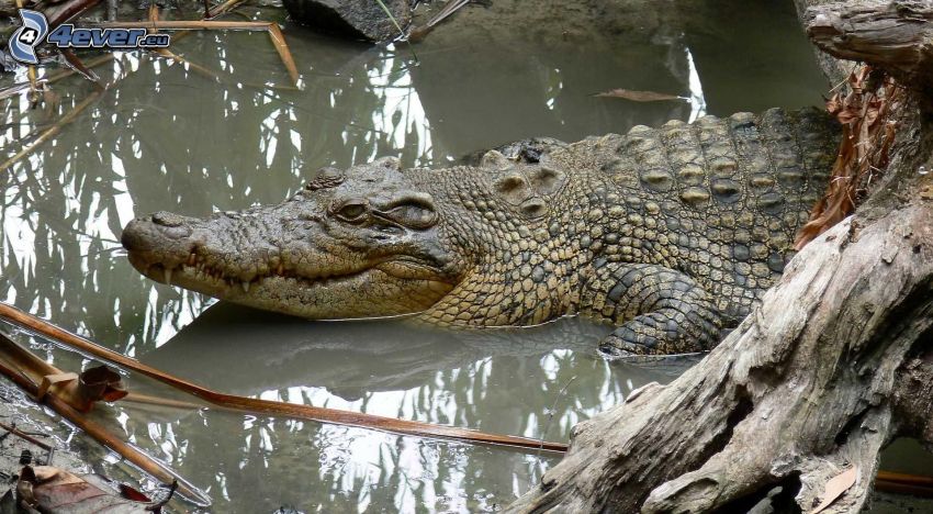 krokodil, víz