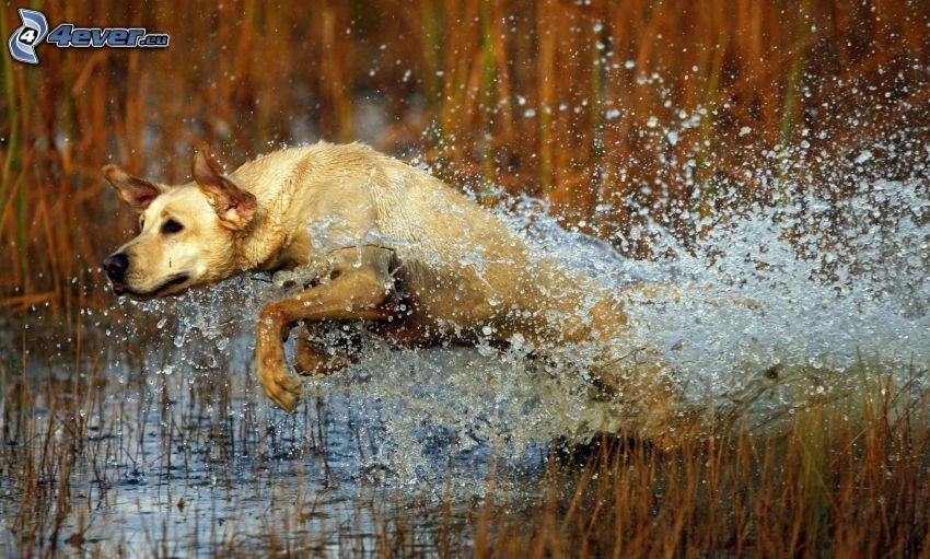 Labrador, mocsár, víz, futás