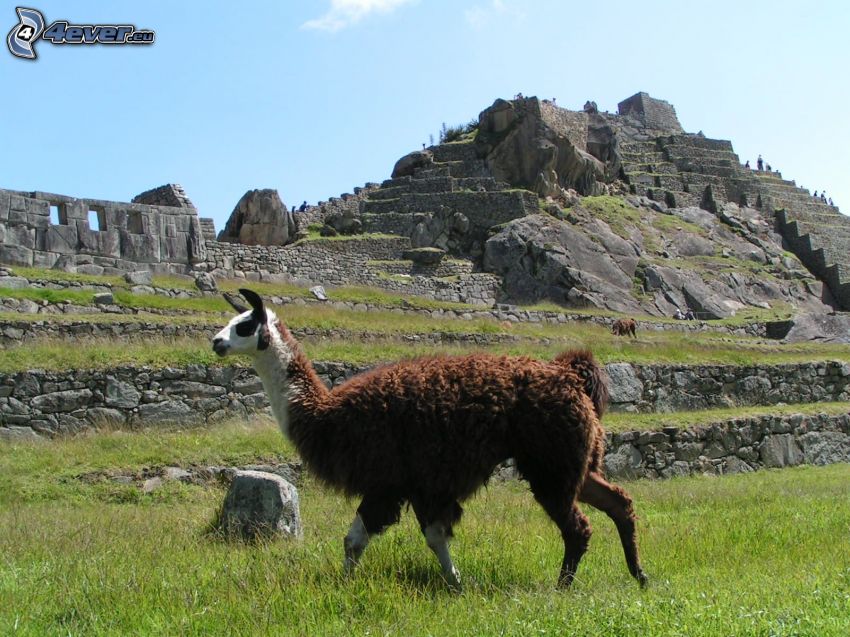 láma, Machu Picchu