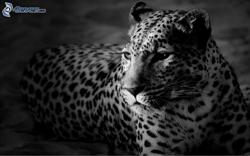 leopárd, fekete-fehér