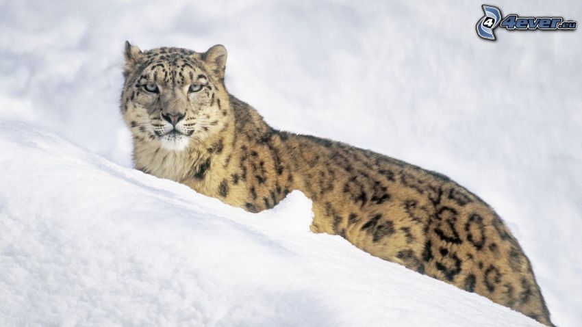 leopárd, hó