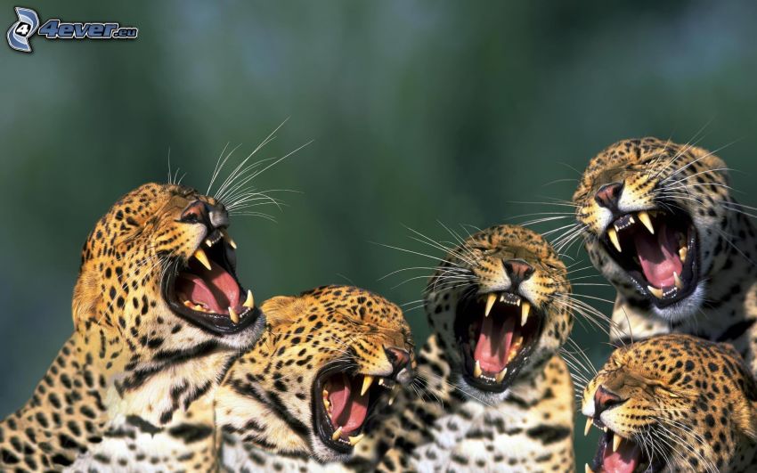 leopárdok