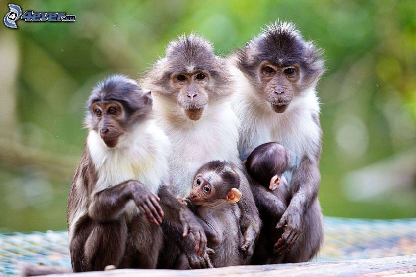 majmok, család