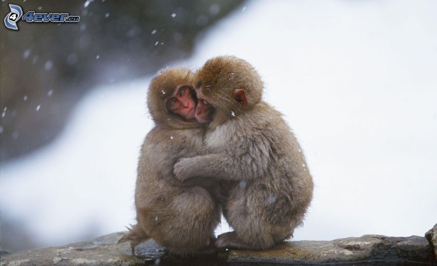 majmok, ölelés, hó