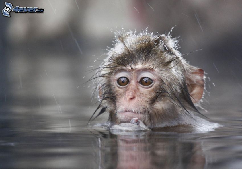 majom, víz