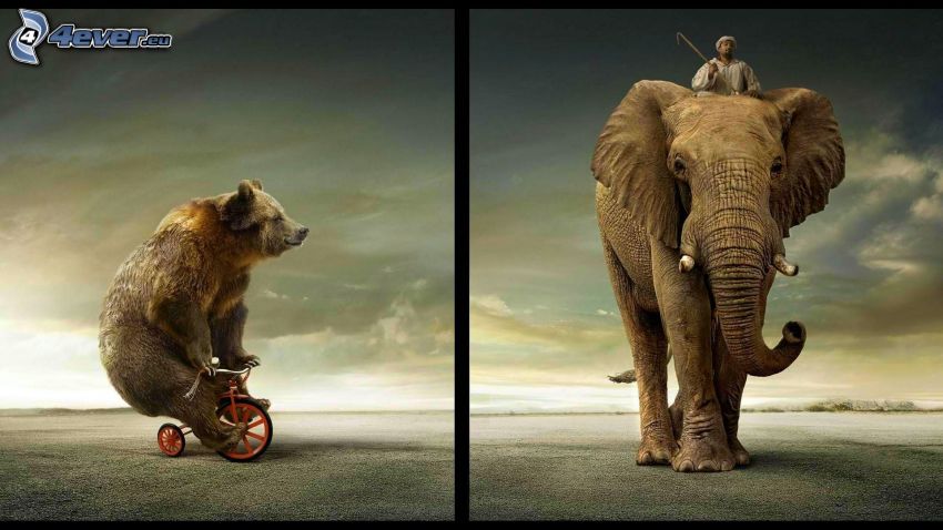 medve, kerékpár, elefánt, férfi