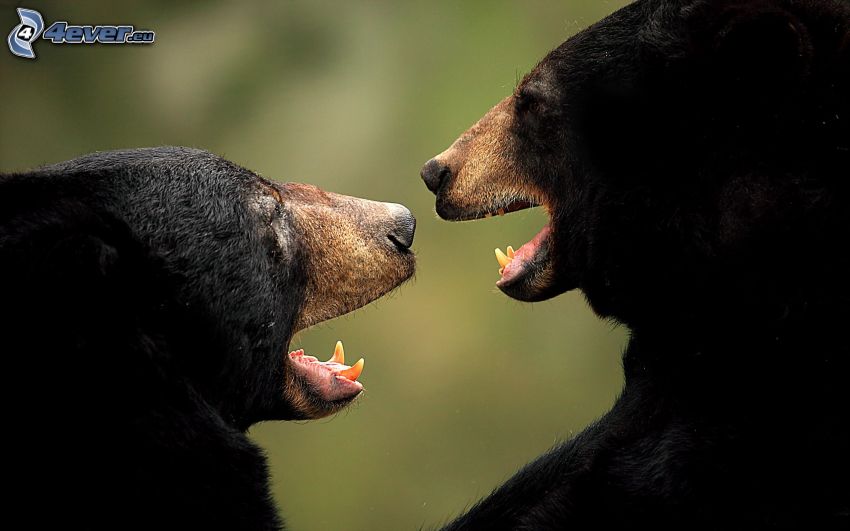 medvék, fekete medve