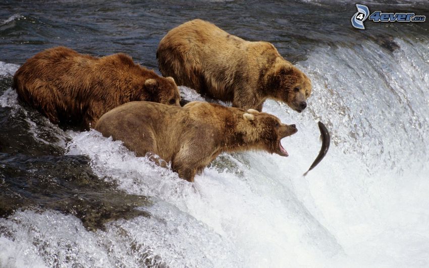 medvék a vízesésen, vadászat, hal, lazac