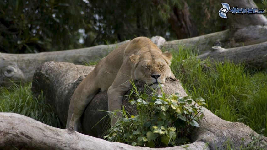 nőstény oroszlán, alvás