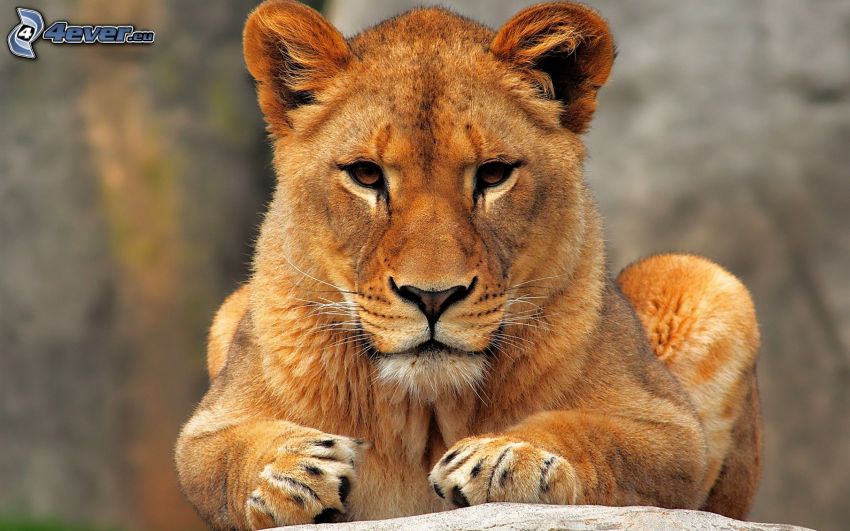 nőstény oroszlán