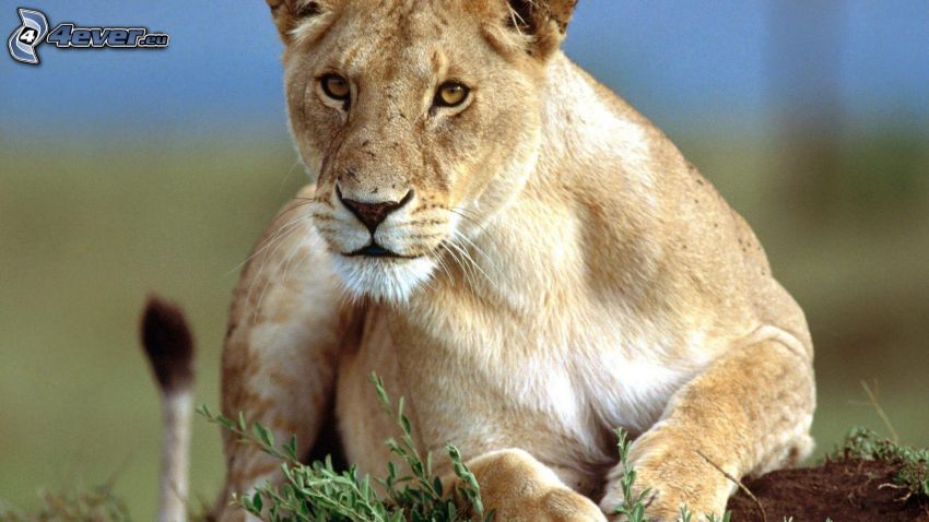 nőstény oroszlán