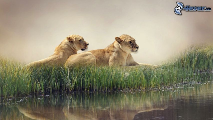 nőstény oroszlánok, víz