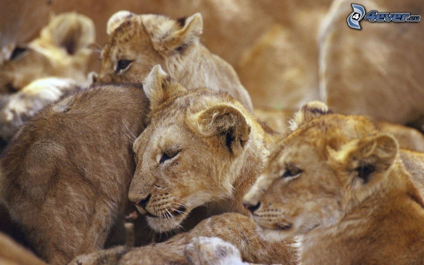 nőstény oroszlánok
