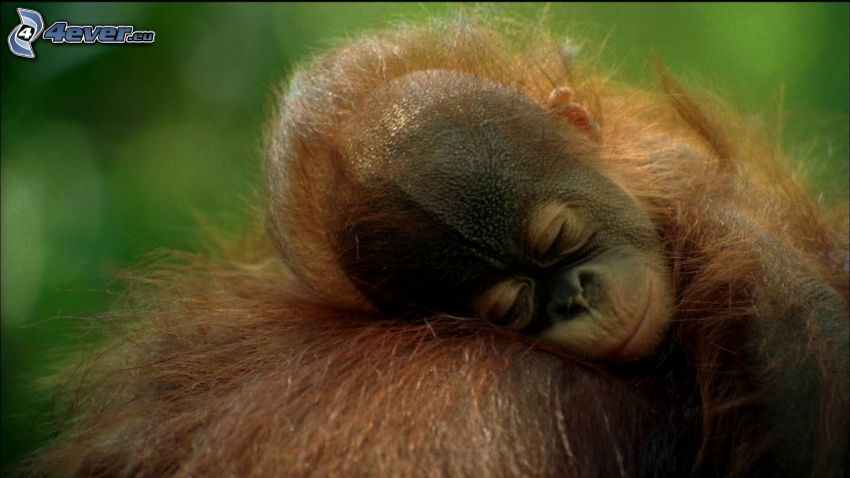 orangután, kölyök, alvás