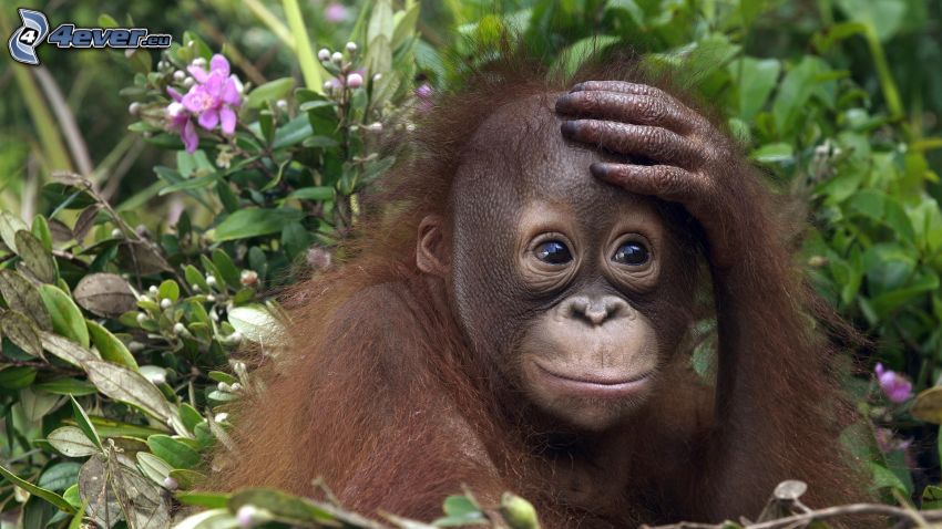 orangután, kölyök