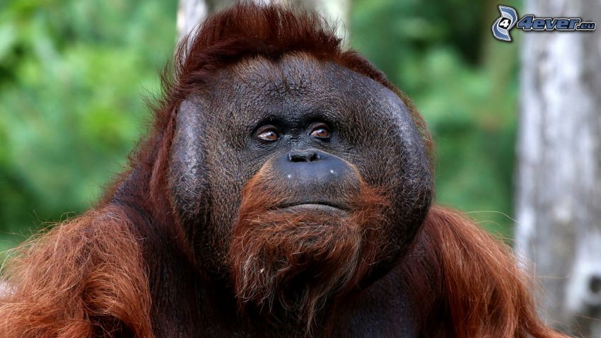 orangután, tekintet