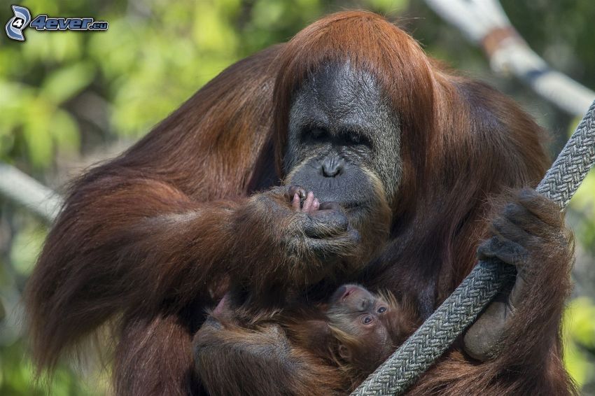 orangutánok, kölyök
