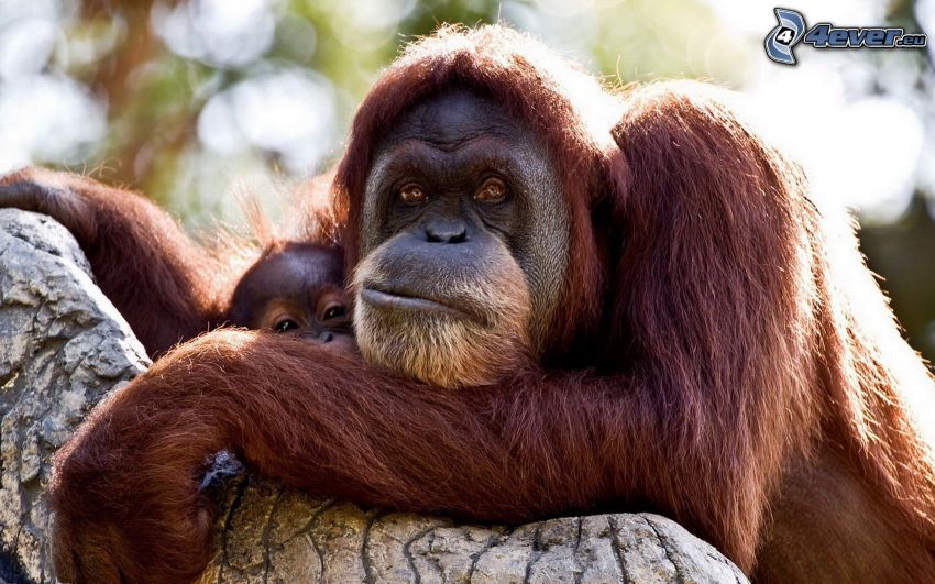orangutánok, kölyök