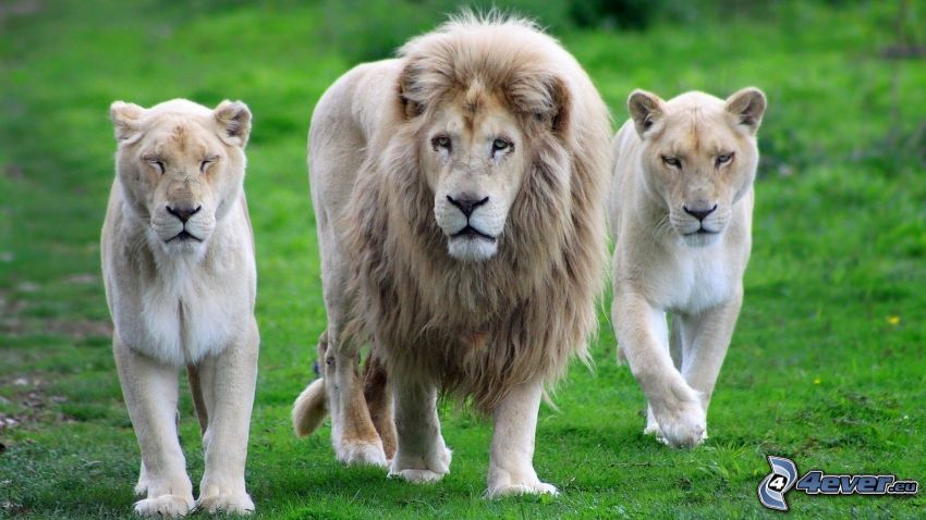oroszlán, nőstény oroszlánok