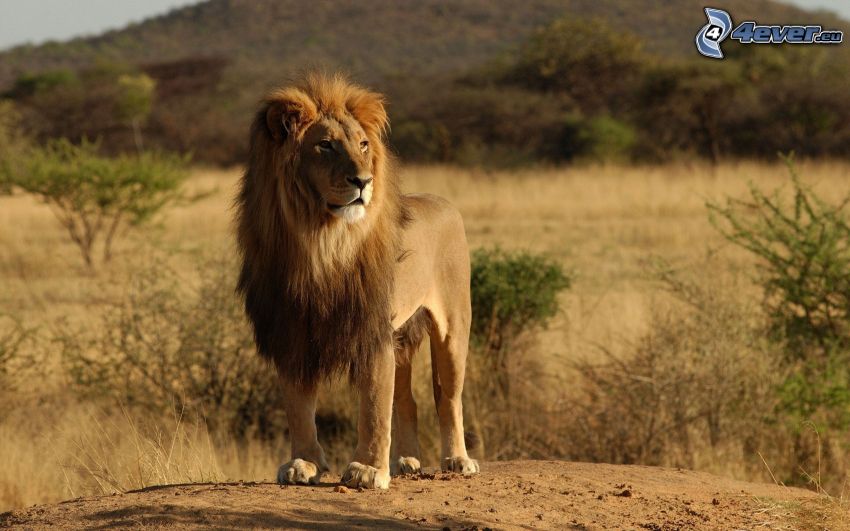 oroszlán, safari, sztyepp, Afrika