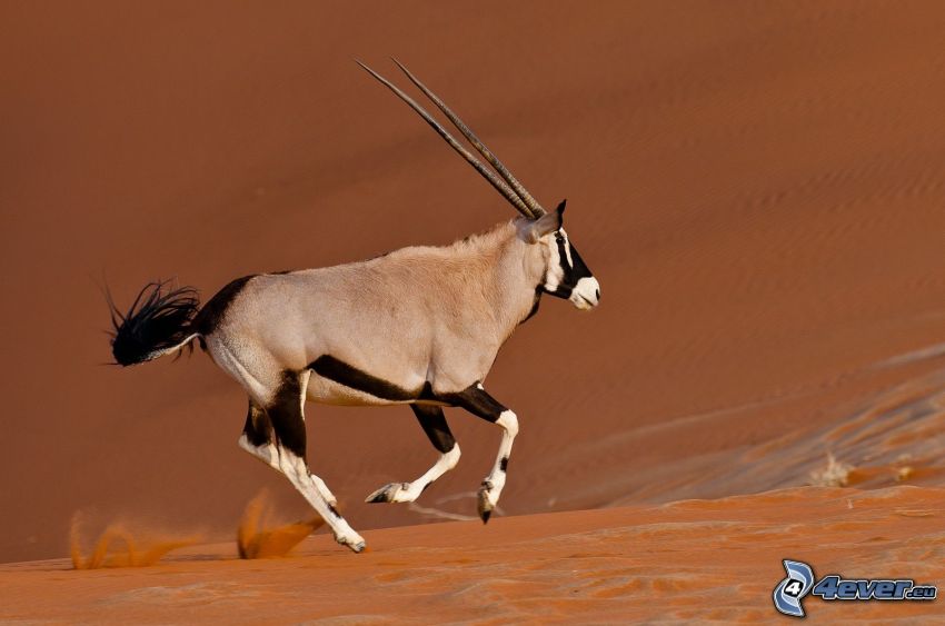 oryx, sivatag