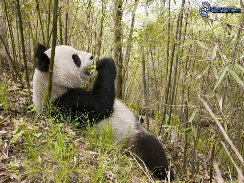 panda, bambusz, étel