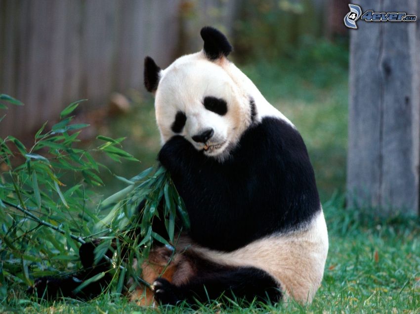 panda, eukaliptusz