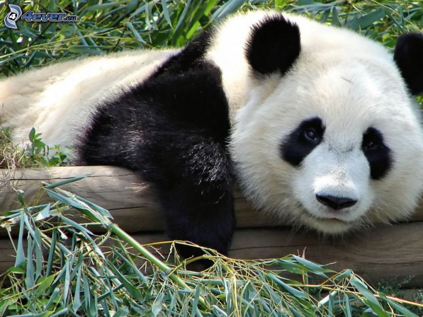 panda, fa