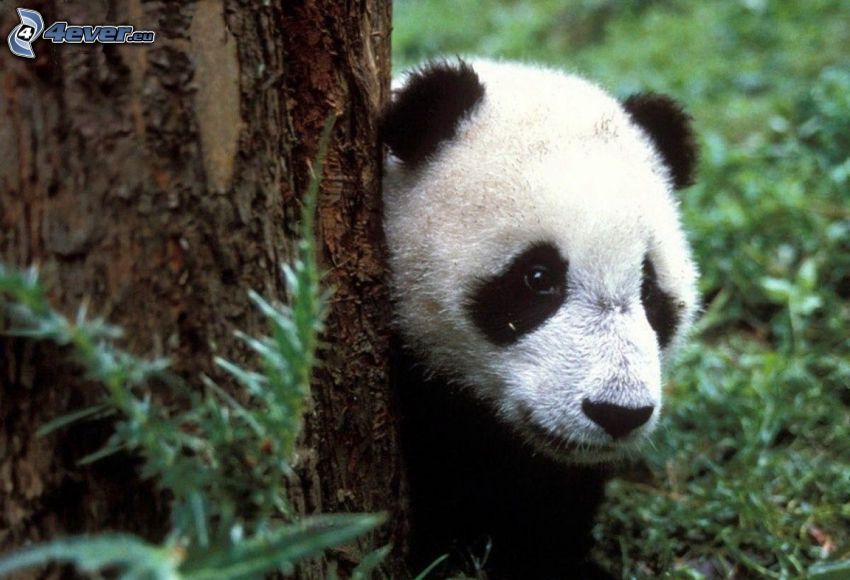panda, törzs