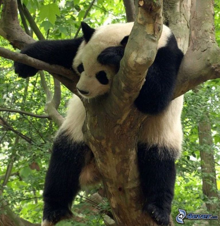 panda a fán