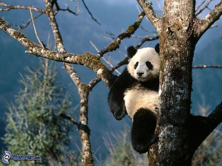 panda a fán