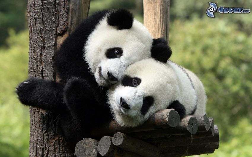 pandák, ölelés