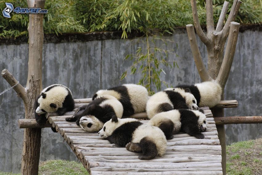 pandák, ZOO, alvás