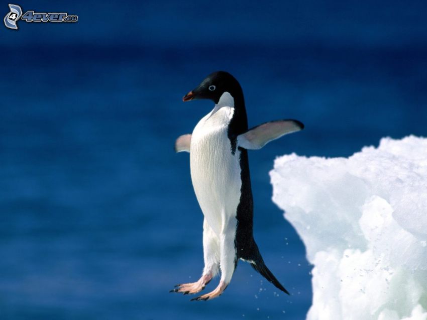 pingvin, ugrás, gleccser