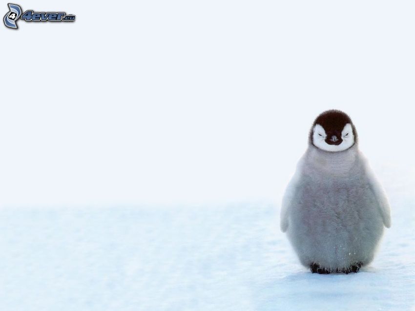 pingvin kölyök