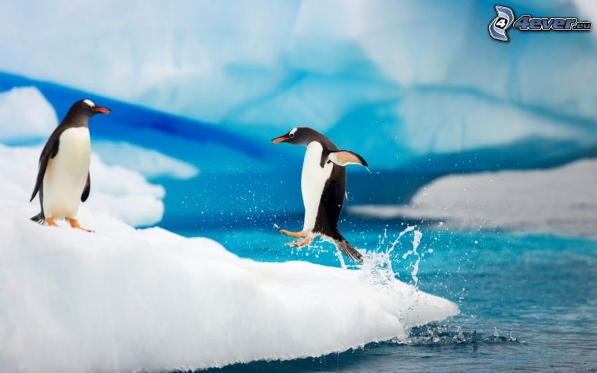 pingvinek, jégtáblák