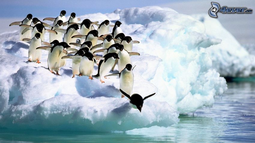 pingvinek ugrálnak a vízbe, gleccser