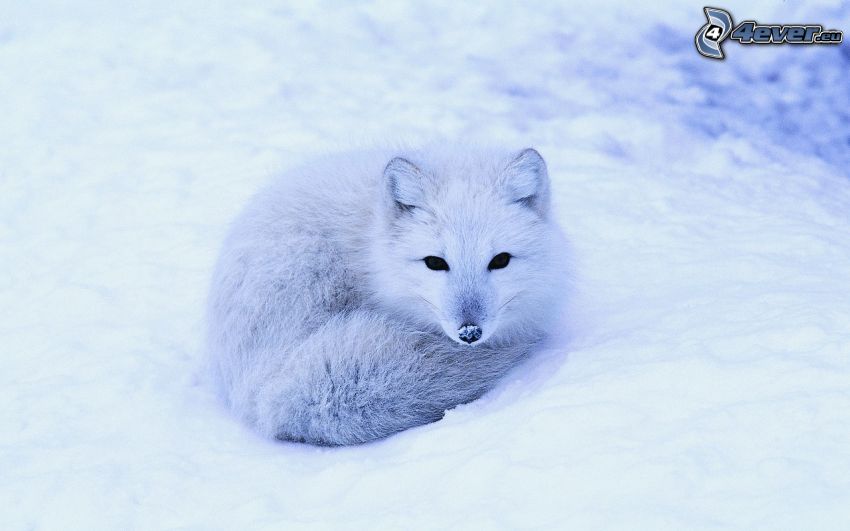 sarki róka, hó